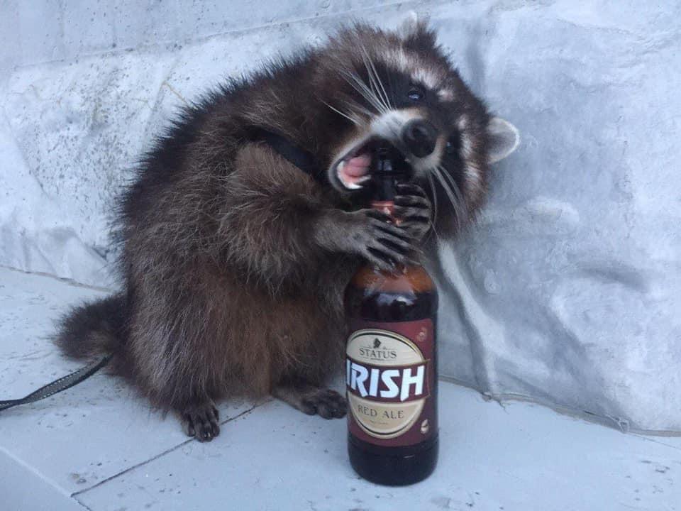 raccoon with beer