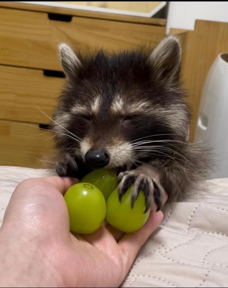 raccoon with grape